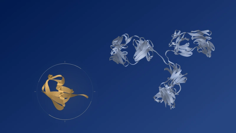 Conceptual molecular illustration: a small gold protein highlighted beside a blue antibody ribbon structure.